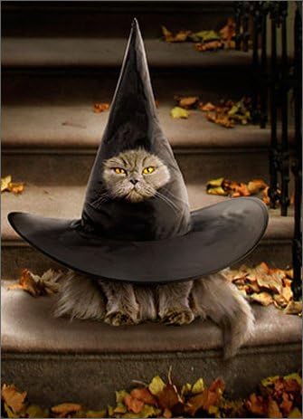 cat in witch hat