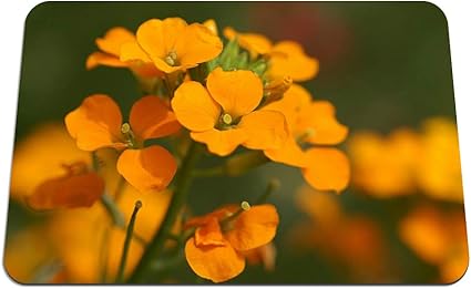Amazon 22cmx18cm マウスパッド 花小さなオレンジ色の雄しべ パターンカスタムの マウスパッド Bingbongbu マウスパッド 通販