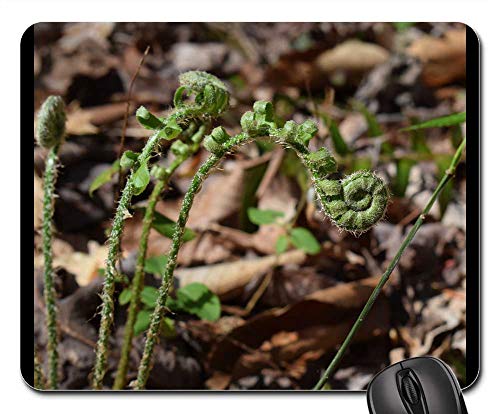 Mouse Pad - Ferns Unfurling Ferns Plant Fiddleheads New Spring