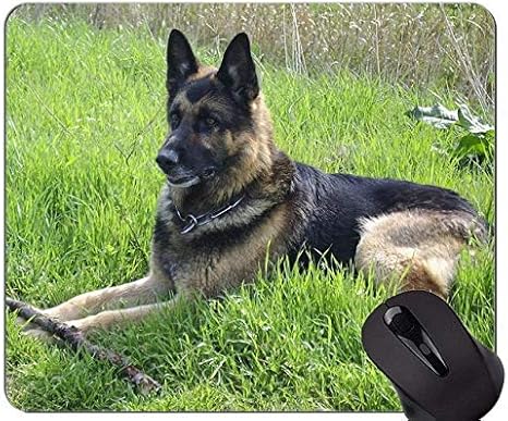 german shepherd with goggles