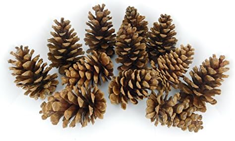 12 Natural Decorative Oregon Ponderosa Pine Cones - 3 to 5 inch - Hand Picked Assortment (For Vase Filers, Wreaths, And Centerpieces)
