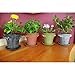 Window Garden Rustic Charm 6” Planter - Fine Home Décor Ceramic Indoor Decorative Pot. for or Herbs, Flowers, Succulents. Beautifully Packaged, Great Gift for Mom, Office, Holiday.