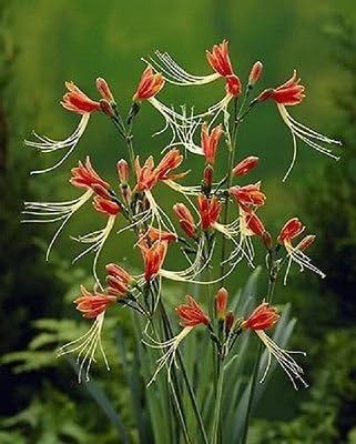 3 Plants Bulbs EUCROSIA BICOLOR PERUVAIN LILY + FREE PHYTO Flower Fresh & Viable From Garden