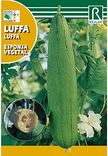 LUFFA ESPONJA VEGETAL - SOBRE DE SEMILLAS 3g: Amazon.es: Jardín