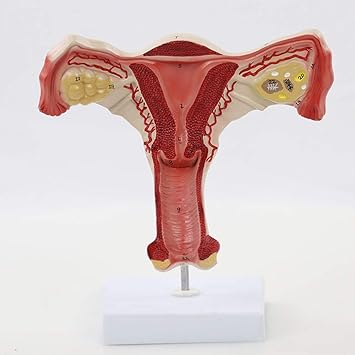 Amazon Co Jp 女性の生殖システムの解剖学的モデル内部の生殖システムの構造子宮卵巣の解剖学婦人科の訓練用器具 科学キット ラボ用品 Sports
