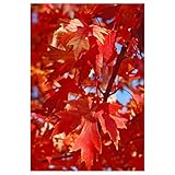Autumn Blaze Maple Tree - Acer saccharinum - Heavy Established Roots - One Gallon Potted - 1 Plant by Growers Solution