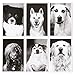 36 Pack Animal Postcards Bulk Set - Black & White Rescue Dog Portraits - 6 Assorted Compawssion Photograph Designs - 4 x 6 Inches