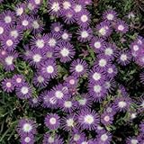 Outsidepride Ice Plant Stardust - 500 Seeds