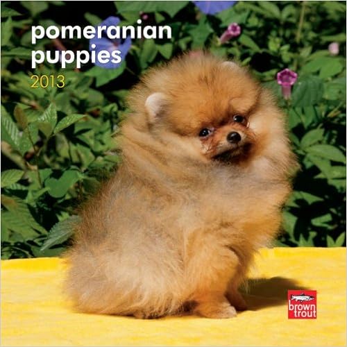 85off Pomeranian Puppies 2013 7x7 Mini Wall - 