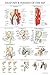 Palace Learning 2 Pack - Anatomy and Injuries of The Knee & Hip Poster Set - Anatomical Chart Set - Laminated 18