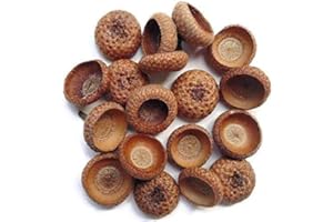Aodyow Tin Roof Treasure Natural Organic Northern Red Oak Acorn Caps Pack of 100
