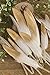 Ling's moment 25pcs Gold Dipped Off White Feathers for Boho Wedding Party Baby Shower Nursery Home Decor