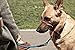 GOMA Industries Dog Leash - Best Heavy Duty and Reflective Lead - 100% Nylon Increased Safety leashes for Night Walking - for Small, Medium and Large Sized Breed - Made with Mountain Climbing Rope