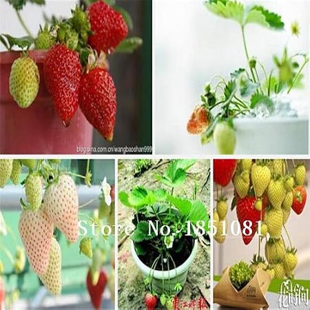 AGROBITS 100pcs / Fresas Bolsa de Semillas Blancas de Color Rojo ...