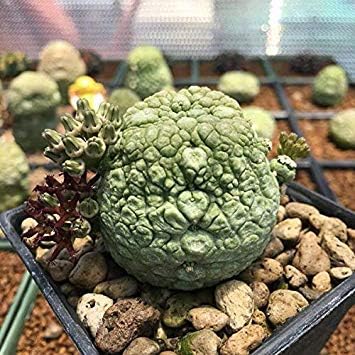 Germination Seeds: 10 Seeds Cactus Pseudolithos Migiurtinus Rare!