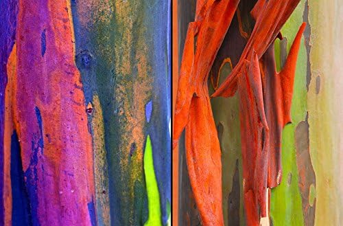 350+ Rare RAINBOW EUCALYPTUS DEGLUPTA Tree Seeds Free S/H Colorful Fast Growing