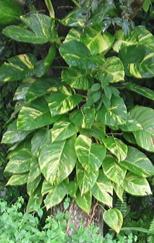 HIGH Germination Seeds:en Pothos s Scindapsus Aureus Epipremnum