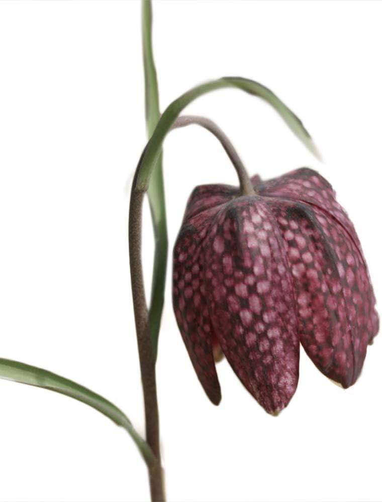 Amazon Co Jp フリチラリア メレアグリス ホーム キッチン