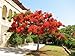Seeds and Things 10 Seeds--delonix Regia "Flamboyant" Flame Tree