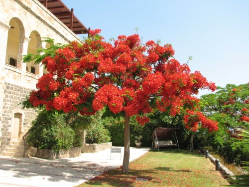 Seeds and Things 10 Seeds--delonix Regia Seeds and Things 10 Seeds--delonix Regia