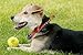Briton Tennis Balls with Mesh Carrying Bag, Pack of 24