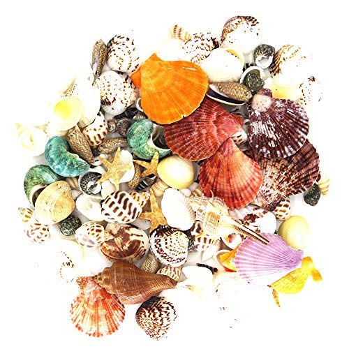 135 PCS Mini Sea Shells Mixed Beach Seashells Starfish, Colorful Natural Seashells Perfect Accents for Candle Making,Home Decorations, Beach Theme Party Wedding Décor, Fish Tank and Vase Fillers