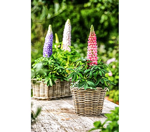 Dehner Rattan Pflanzkasten, ca. 30 x 15 x 15 cm, Rattangeflecht, grau/braun – Bild 7