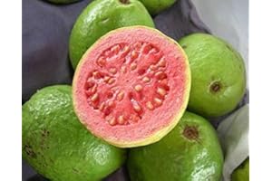 Guava Tropical Fruit Psidium guajava Exotic Tree Seed Edible guayaba 15 Seeds