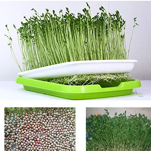 RuiyiF Seed Sprouter Tray, 2 Set Seed Germination Trays with Water Tray, Wheatgrass Tray/Bean Sprout Grower (Green + White)