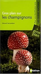 Gros plan sur les champignons