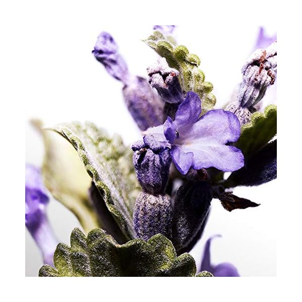 DAVIDOFF Cool Water Man Eau de Toilette