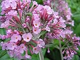 Pink Delight Butterfly Bush (Buddleia davidii) Live Herb Plant