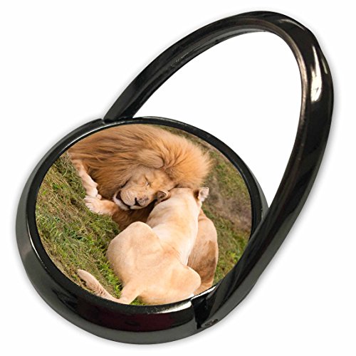 3dRose Danita Delimont - Lions - Timbavati White lion, Johannesburg Zoo, Gauteng Province, South Africa - Phone Ring (phr_205885_1)