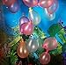 Magic Water Balloons Refill Kit, NALAKUVARA Balloon Kit Refill Your Old Straws In a Jiffy, Gift for Boys & Girls Outdoor Sports Like Picnics, Pool Parties and Summertime Fun, Straws Not Included