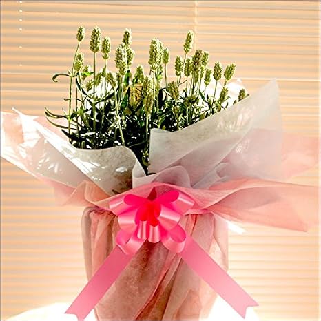 Amazon 母の日限定 白いラベンダー5号鉢植え 富良野の小雪 Diy 工具 ガーデン