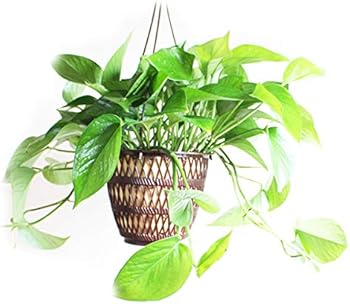 観葉植物 ポトスの種類まとめ おにぎりまとめ