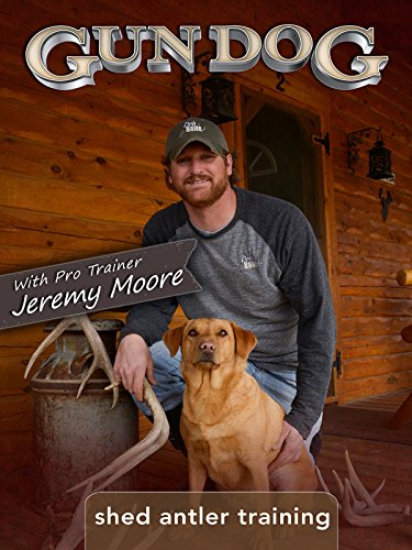 Gun Dog Shed Antler Training