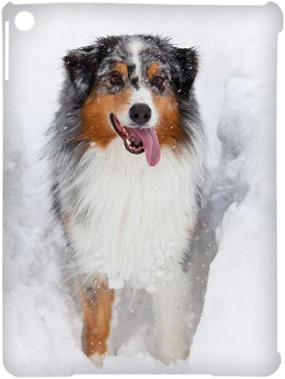 australian shepherd children