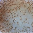 250+ Freshwater Water Daphnia-Great Feeder for Your Freshwater Life and AXOLOTS OR Cleaner for Your Tank-Please See Our Shipping/Return POLICLY