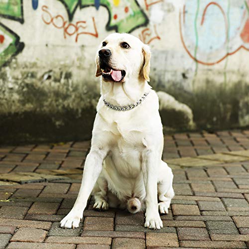 choke chain for labrador