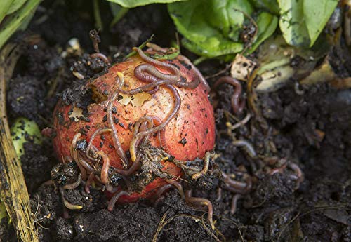 Kompostwürmer Kaufen 300 Stück in Spezialeimer Kompostbeschleuniger Garten Wurmkomposter Wurmkiste Lebend Regenwürmer – Bild 8