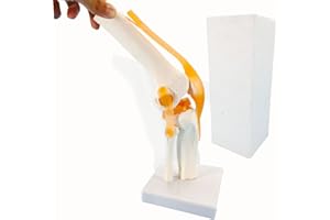 Veipho Knee Joint Model, Flexible Knee Model with Ligaments & Stand, Life Size Knee Anatomy Model, Human Knee Joint Model for Patient Science Education