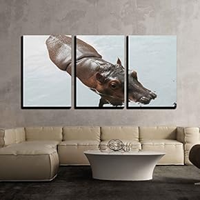 3 Piece Canvas Wall Art - Hippopotamus (Hippopotamus Amphibius). - Modern Home Art Stretched and Framed Ready to Hang - 16"x24"x3 Panels