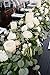 Faux Silver Dollar Eucalyptus | 8 Stems | Artificial Classic Silk Greenery Leaves for Floral Arrangement