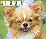 Just Chihuahuas 2020 Box Calendar (Dog Breed Calendar) by 