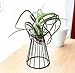 Pack of 2 Air Plant Tillandsia Base Large Tillandsia Air Plant Holder Metal Indoor Tabletop Big Streptophylla Air Plant Stands Tillandsia Plant Racks Large Xerographica Air Plant Stand