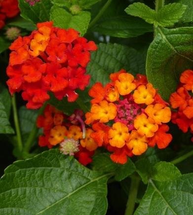 Plantsworld Lantana Red Live Plant Amazon In Garden Outdoors