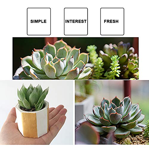 3 Pack Flower Pot Silicone Molds Succulent Plants Planter Pot Mould Concrete Moulds, Ice Shot Glass Molds DIY Craft Molds Candle Holder Mold DIY, Small Plant Molds for DIY