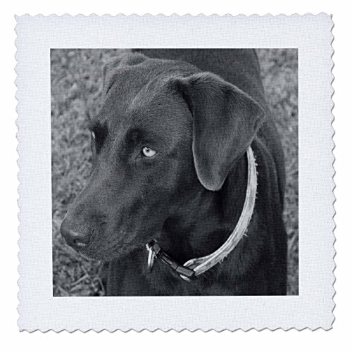 3dRose qs_14144_1 Chocolate Lab Black and White-Quilt Square, 10 by 10-Inch