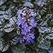 Black Scallop Bugleweed - Ajuga - NEW! - Darkest Form - 4 Plants - 1 3/4" Pots